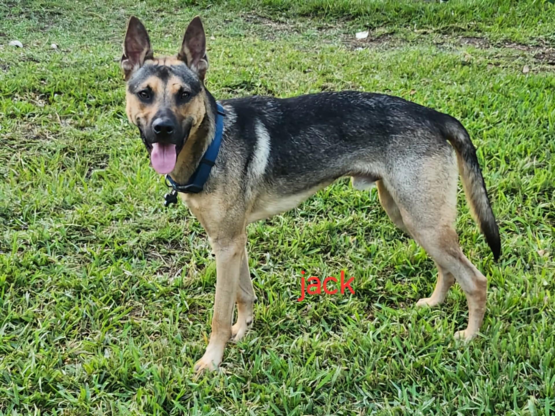 Jack, a Adoptable mixed breed in abingdon, MD image 1/2