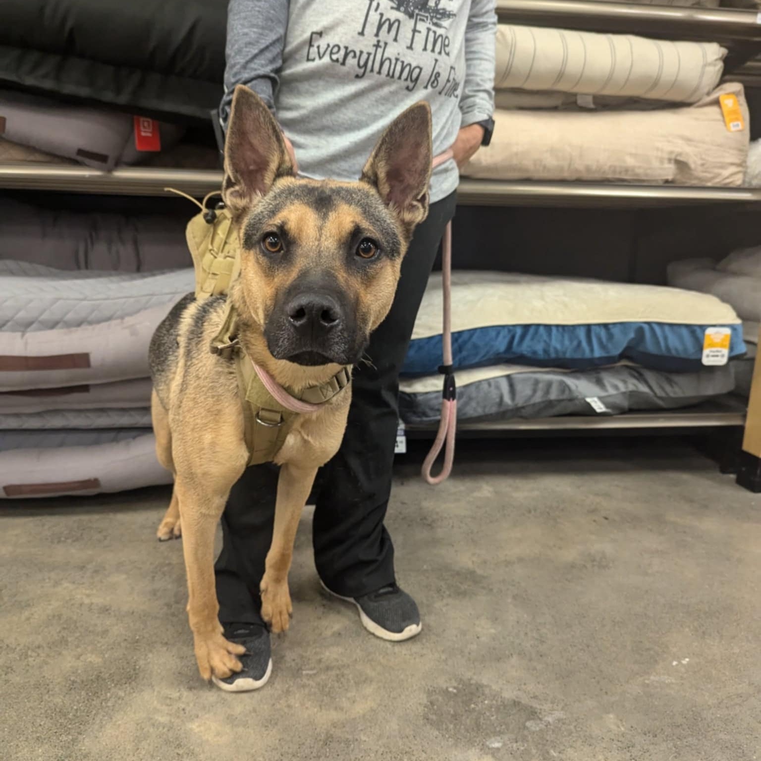 Jack, a Adoptable mixed breed in abingdon, MD image 2/2