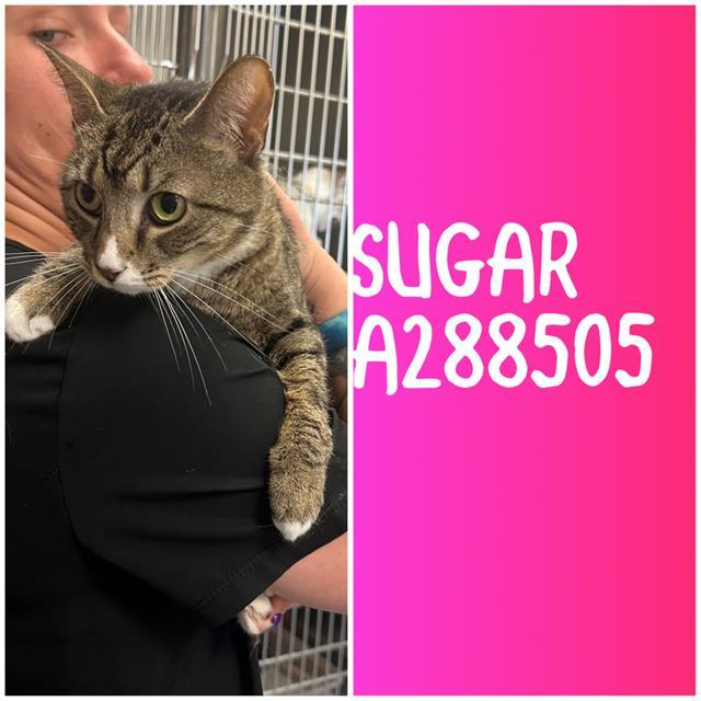 SUGAR, Adoptable, Young Female Domestic Short Hair.