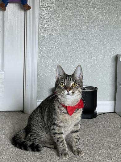 Cupcake — thumbnail 2