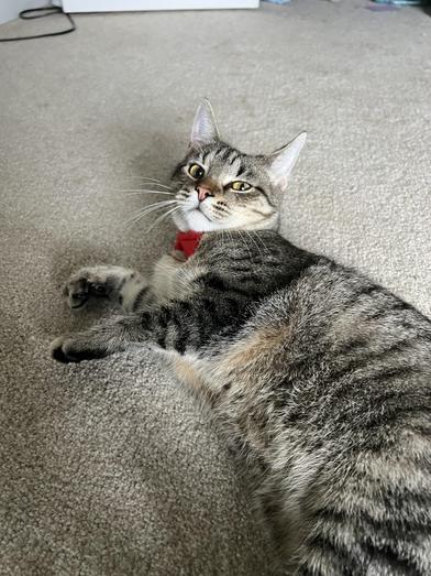 Cupcake — thumbnail 3