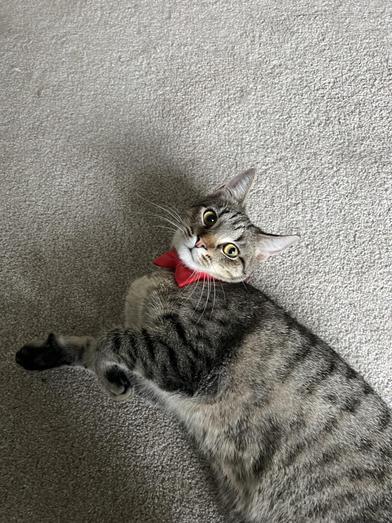 Cupcake — thumbnail 4