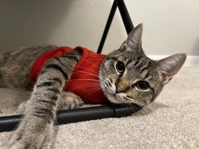 Cupcake — thumbnail 5