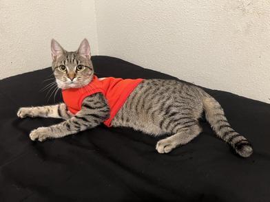 Cupcake — thumbnail 6