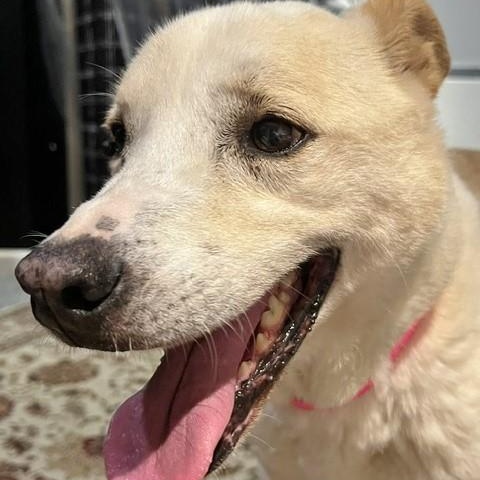 Enlarge Charlie Earl, a ADOPTABLE mixed breed in Helena, AL image 2/4