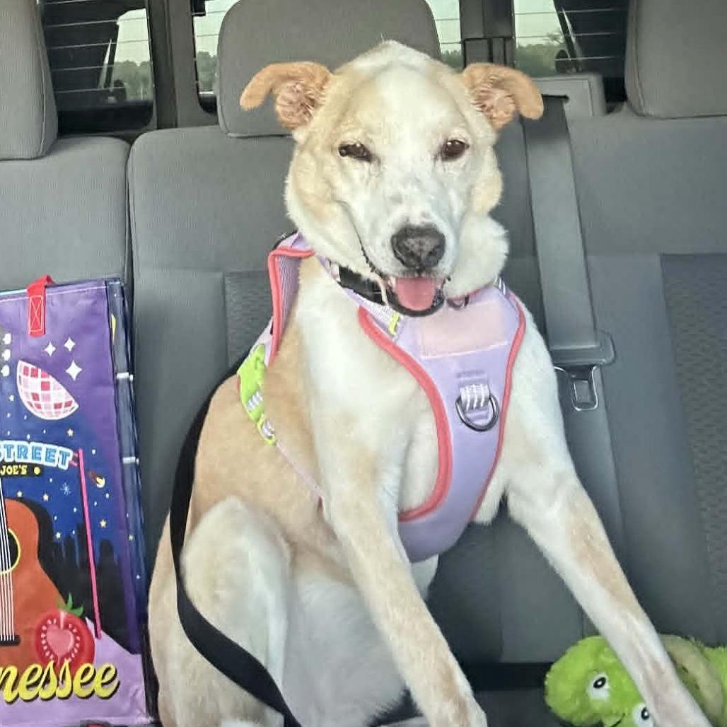 Charlie Earl, ADOPTABLE, Senior Male Yellow Labrador Retriever & Golden Retriever.