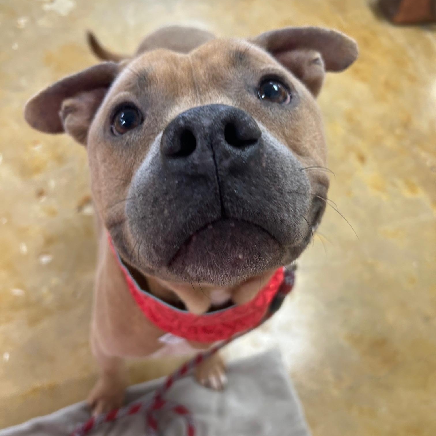 Enlarge Horton, a ADOPTABLE mixed breed in Huntington, NY image 2/5