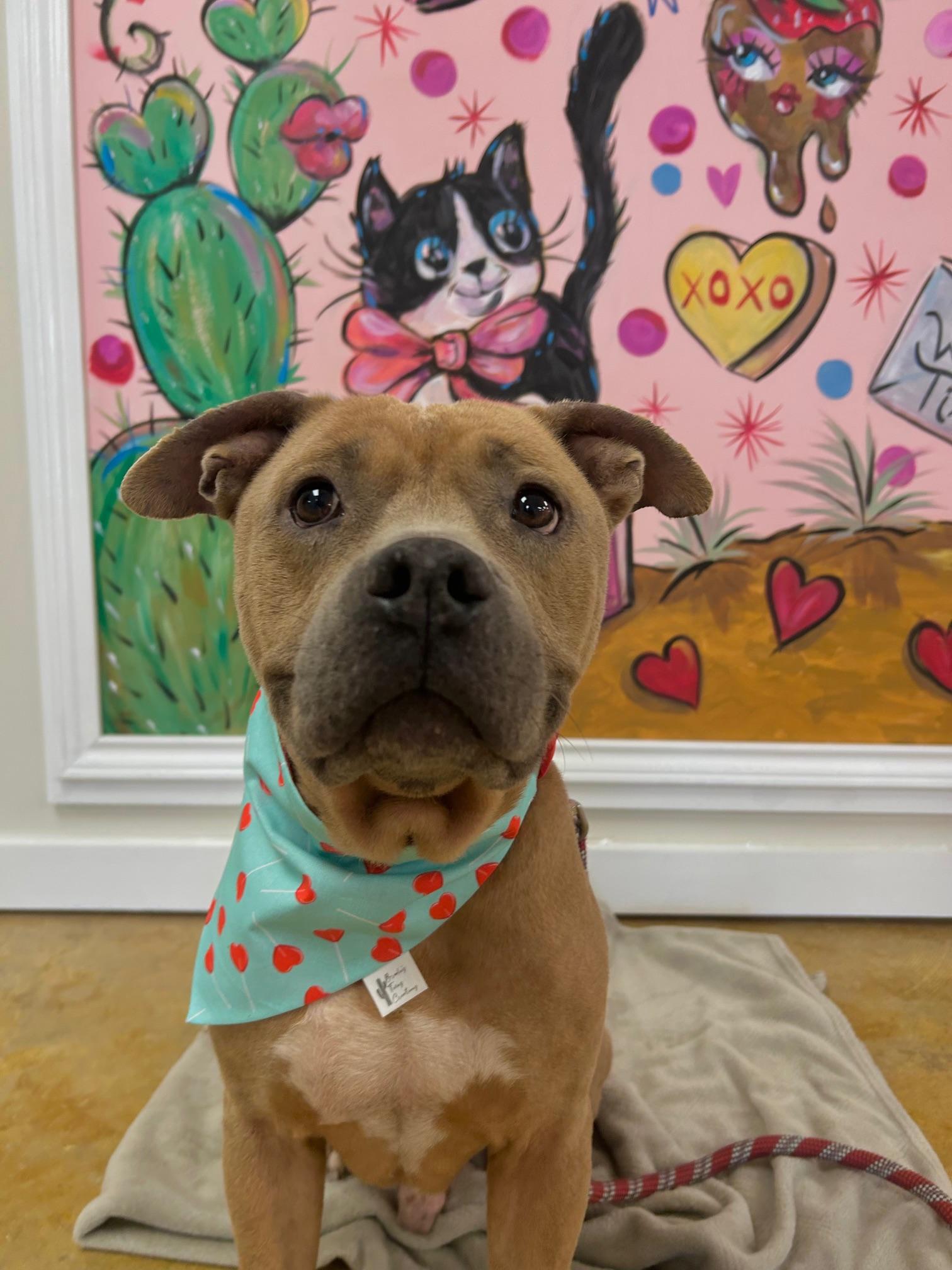 Enlarge Horton, a ADOPTABLE mixed breed in Huntington, NY image 3/5