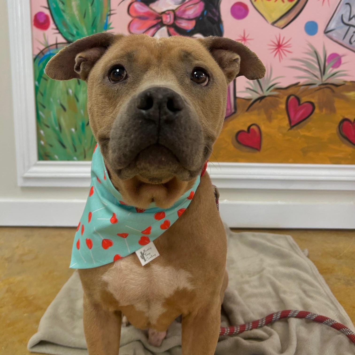 Enlarge Horton, a Adoptable mixed breed in Seabrook, NH image 3/5