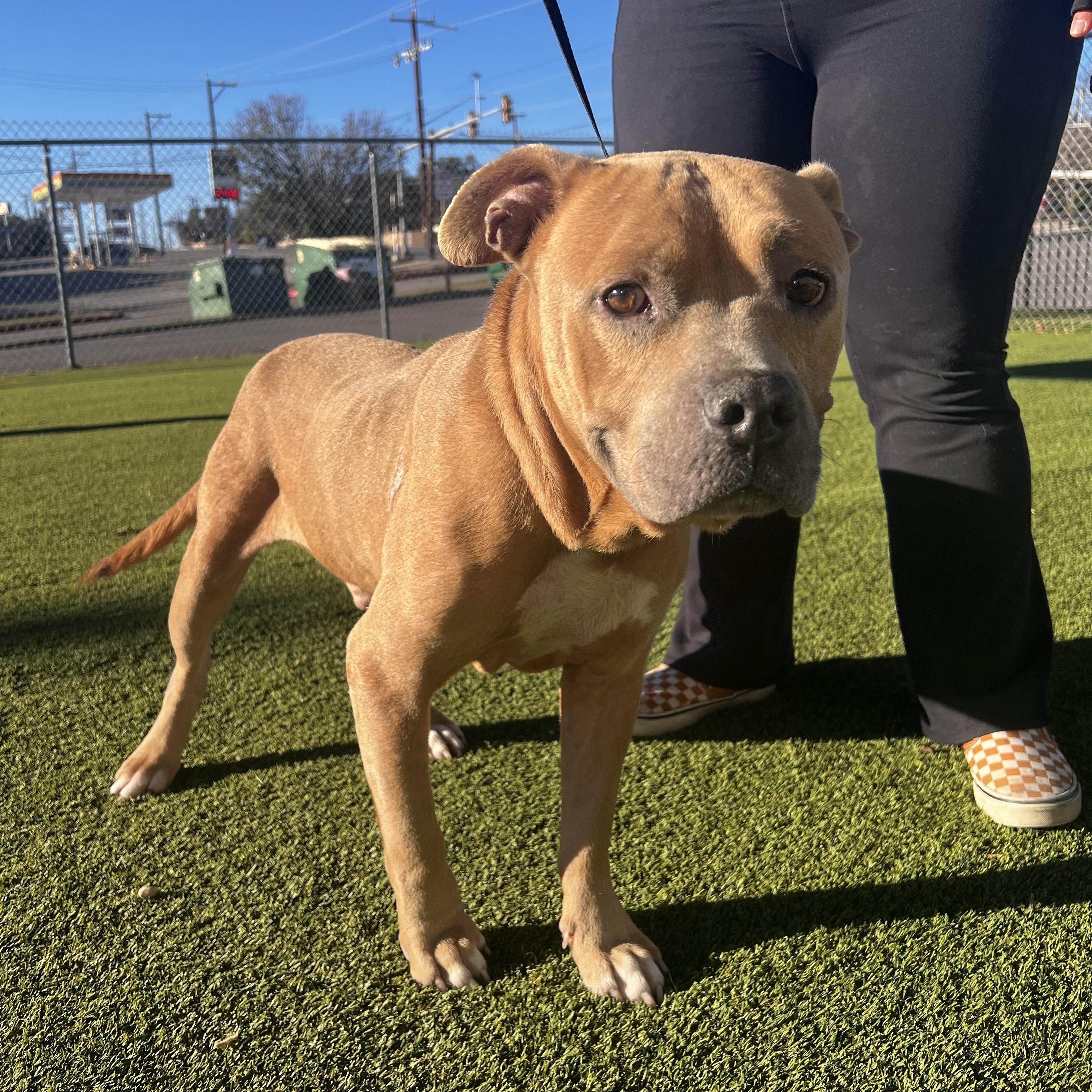 Enlarge Horton, a ADOPTABLE mixed breed in Huntington, NY image 5/5