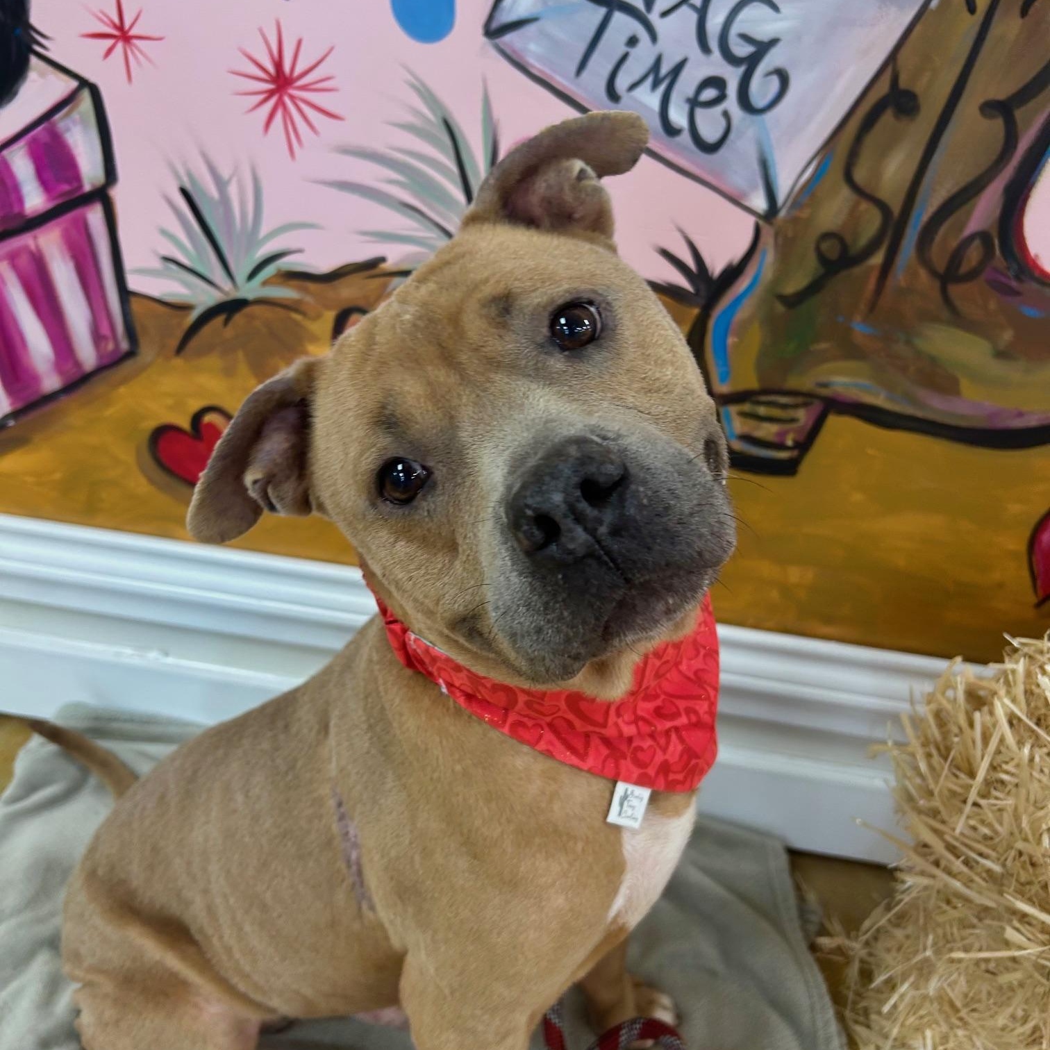 Enlarge Horton, a ADOPTABLE mixed breed in Huntington, NY image 1/5