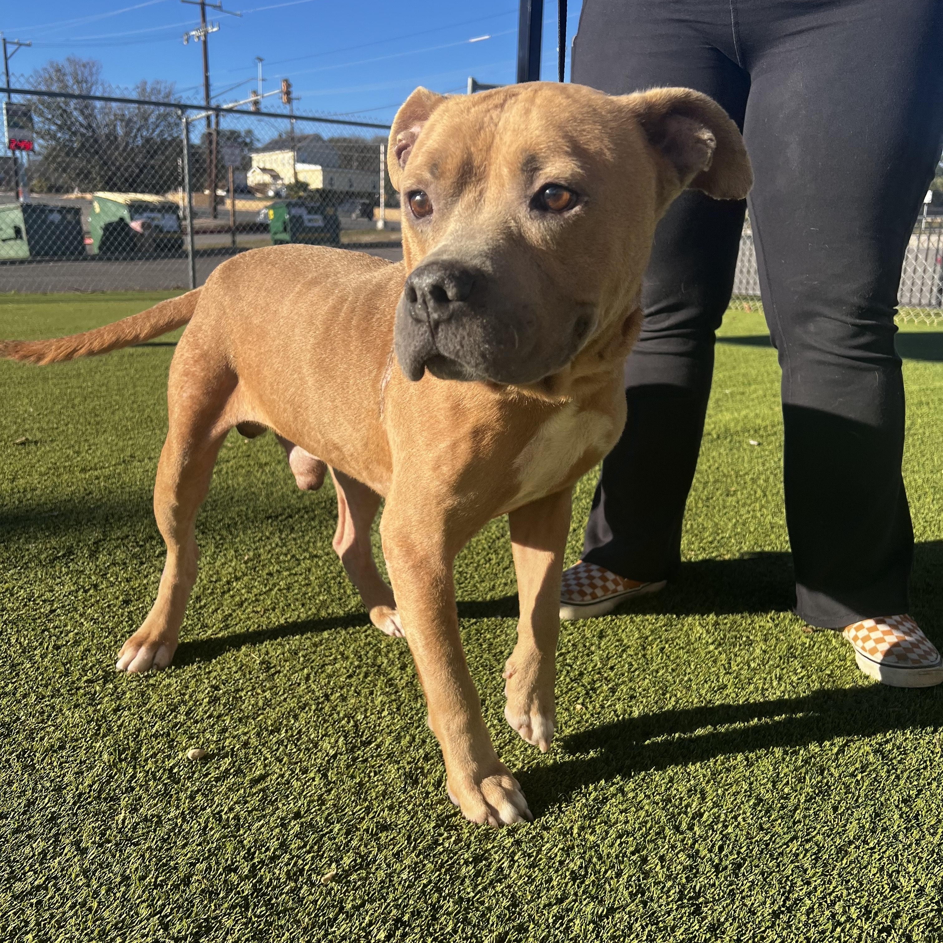 Enlarge Horton, a ADOPTABLE mixed breed in Huntington, NY image 4/5