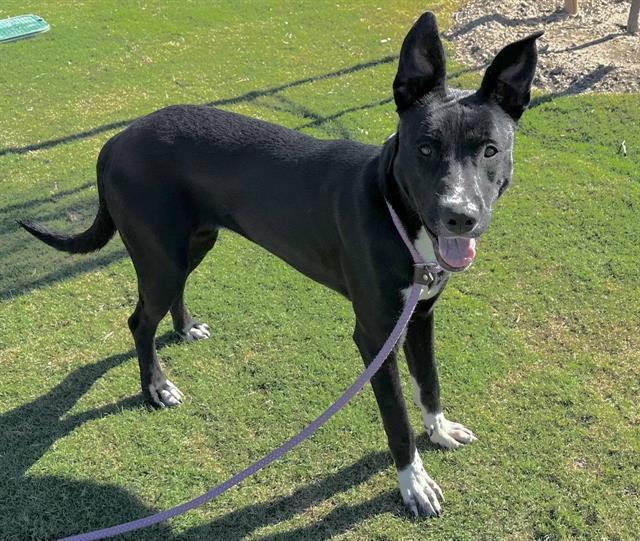 Enlarge LIGHTNING, a Adoptable mixed breed in Redlands, CA image 1/1