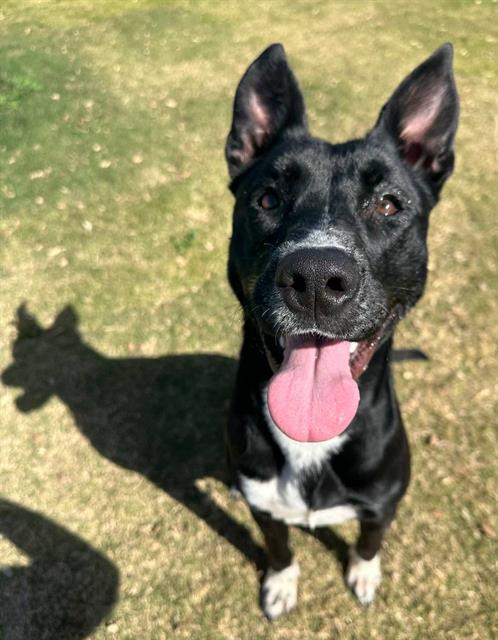 Enlarge LIGHTNING, a Adoptable mixed breed in Redlands, CA image 1/1