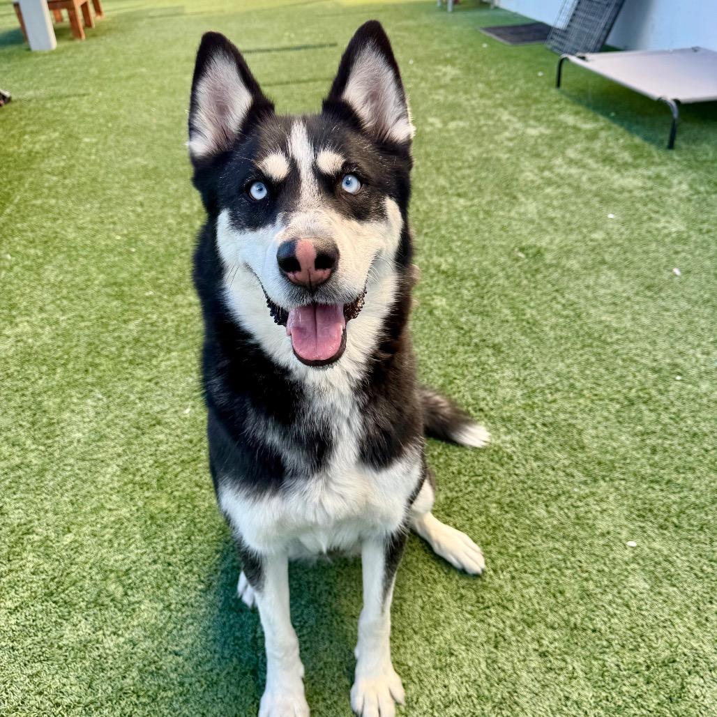 Enlarge Winter, a ADOPTABLE Siberian Husky in Las Vegas, NV image 2/3