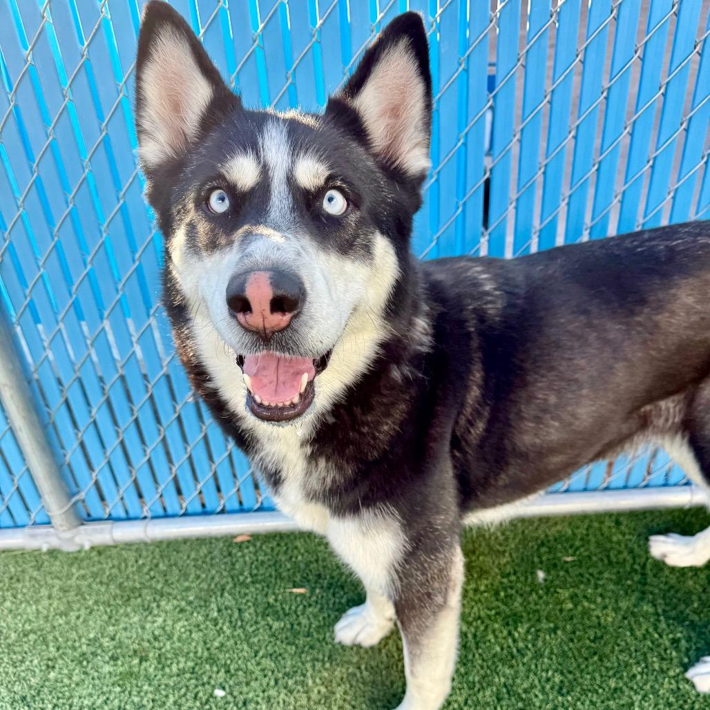 Enlarge Winter, a ADOPTABLE Siberian Husky in Las Vegas, NV image 3/3