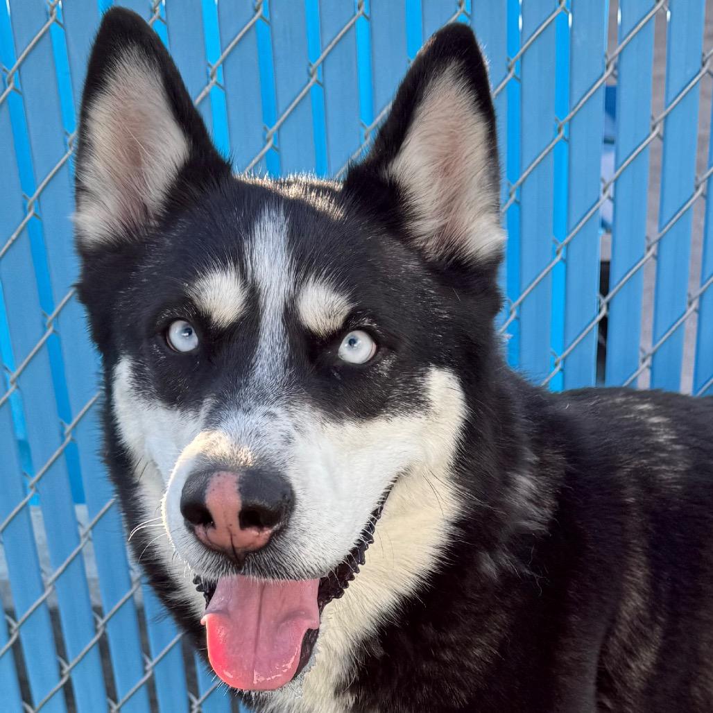 Winter, ADOPTABLE, Adult Female Siberian Husky.
