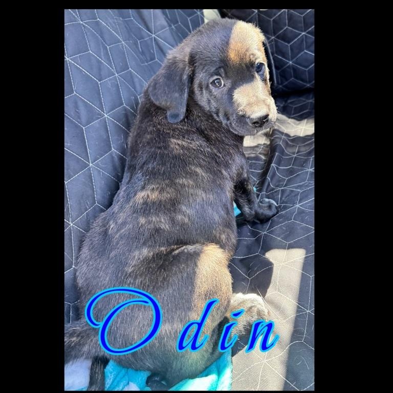 Enlarge Odin , a ADOPTABLE mixed breed in New Port Richey, FL image 3/6