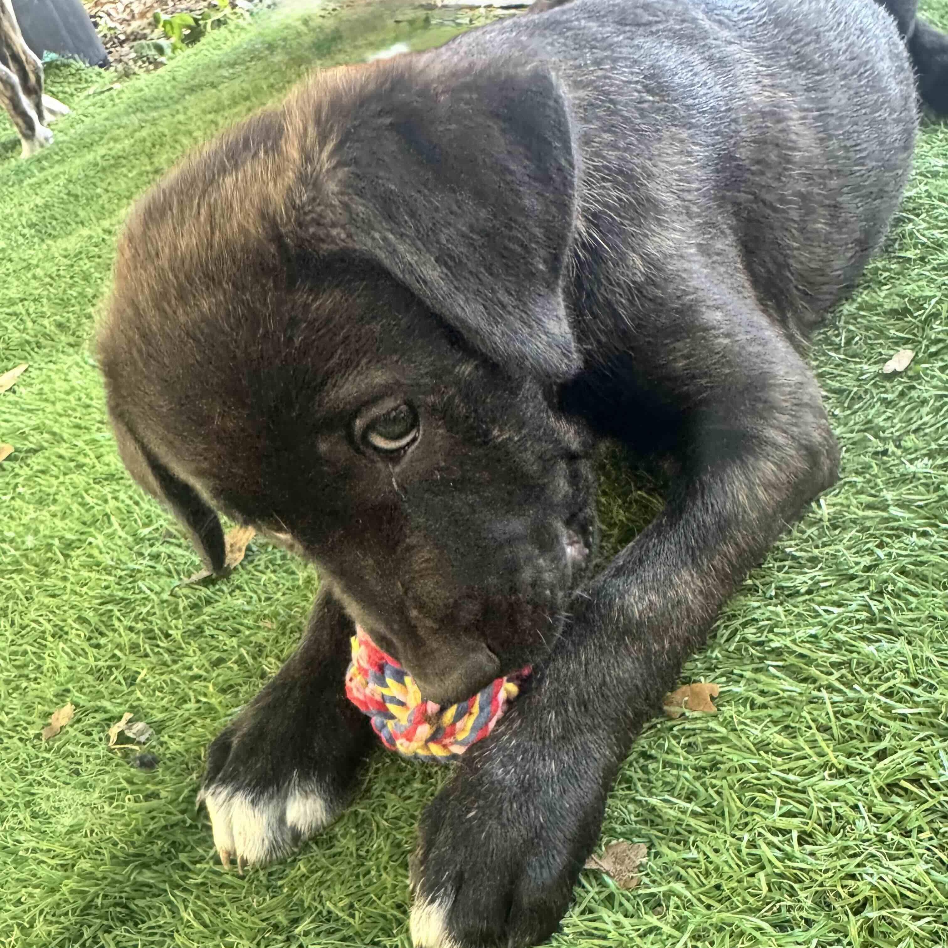 Enlarge Odin , a ADOPTABLE mixed breed in New Port Richey, FL image 5/6