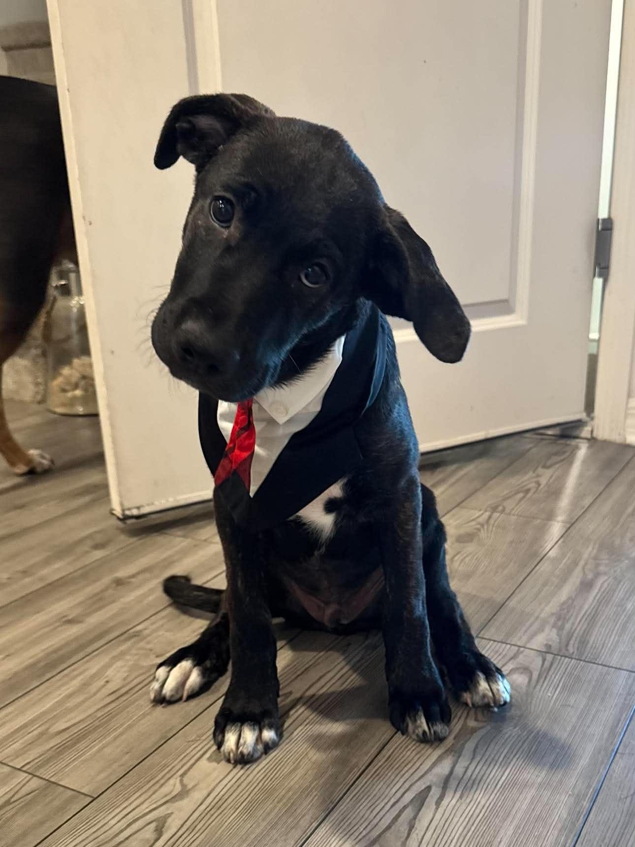 Enlarge Odin , an adopted mixed breed in New Port Richey, FL image 6/6