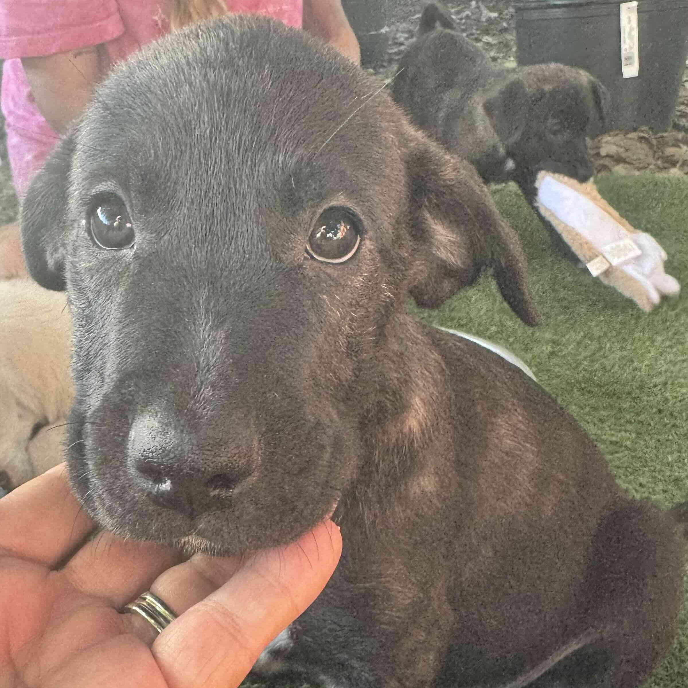 Enlarge Odin , a ADOPTABLE mixed breed in New Port Richey, FL image 4/6