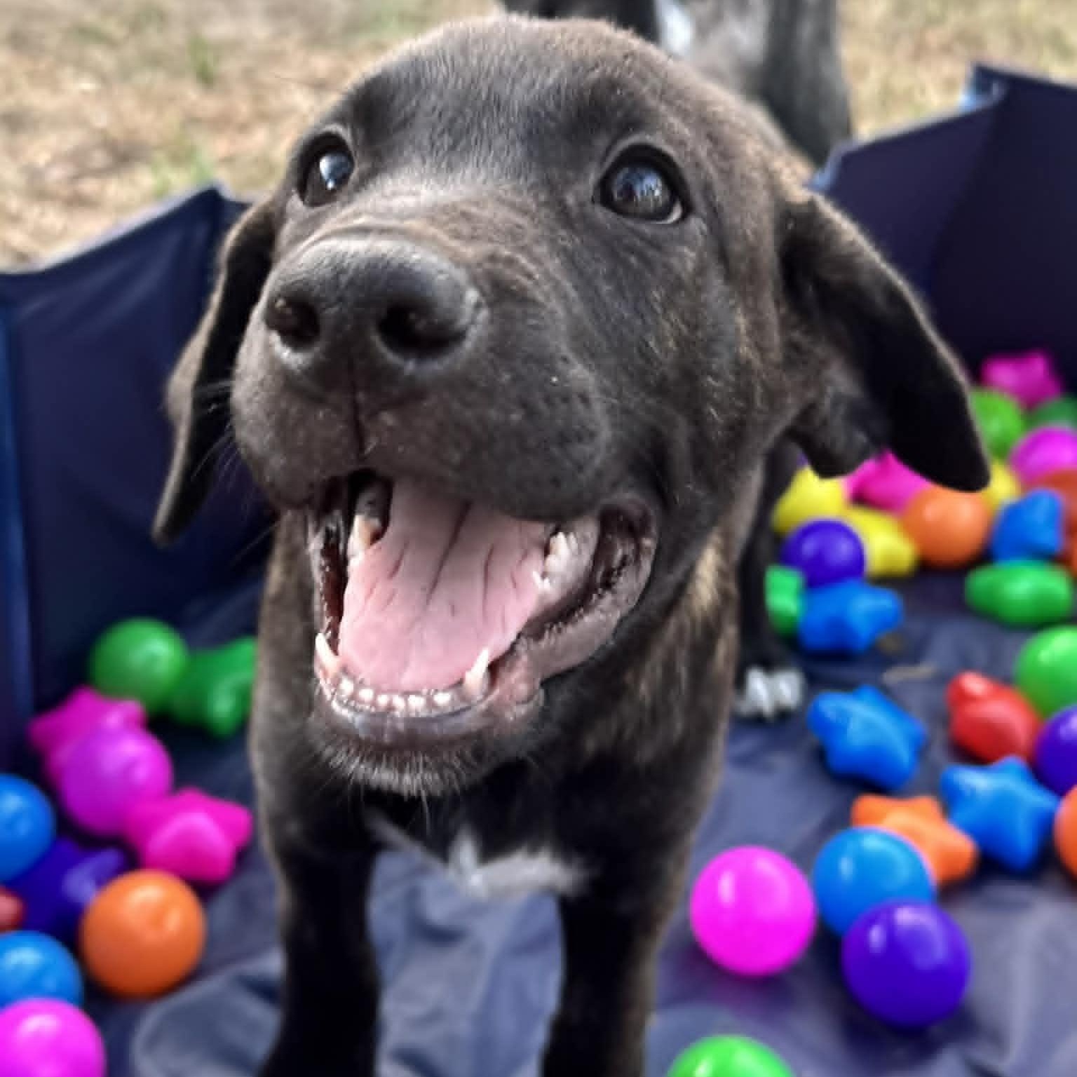 Enlarge Odin , a ADOPTABLE mixed breed in New Port Richey, FL image 1/6