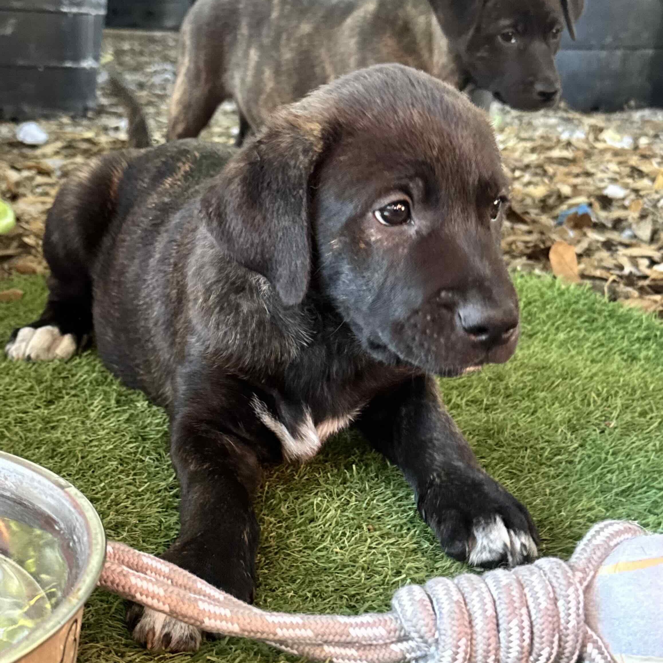 Enlarge Odin , a ADOPTABLE mixed breed in New Port Richey, FL image 2/6