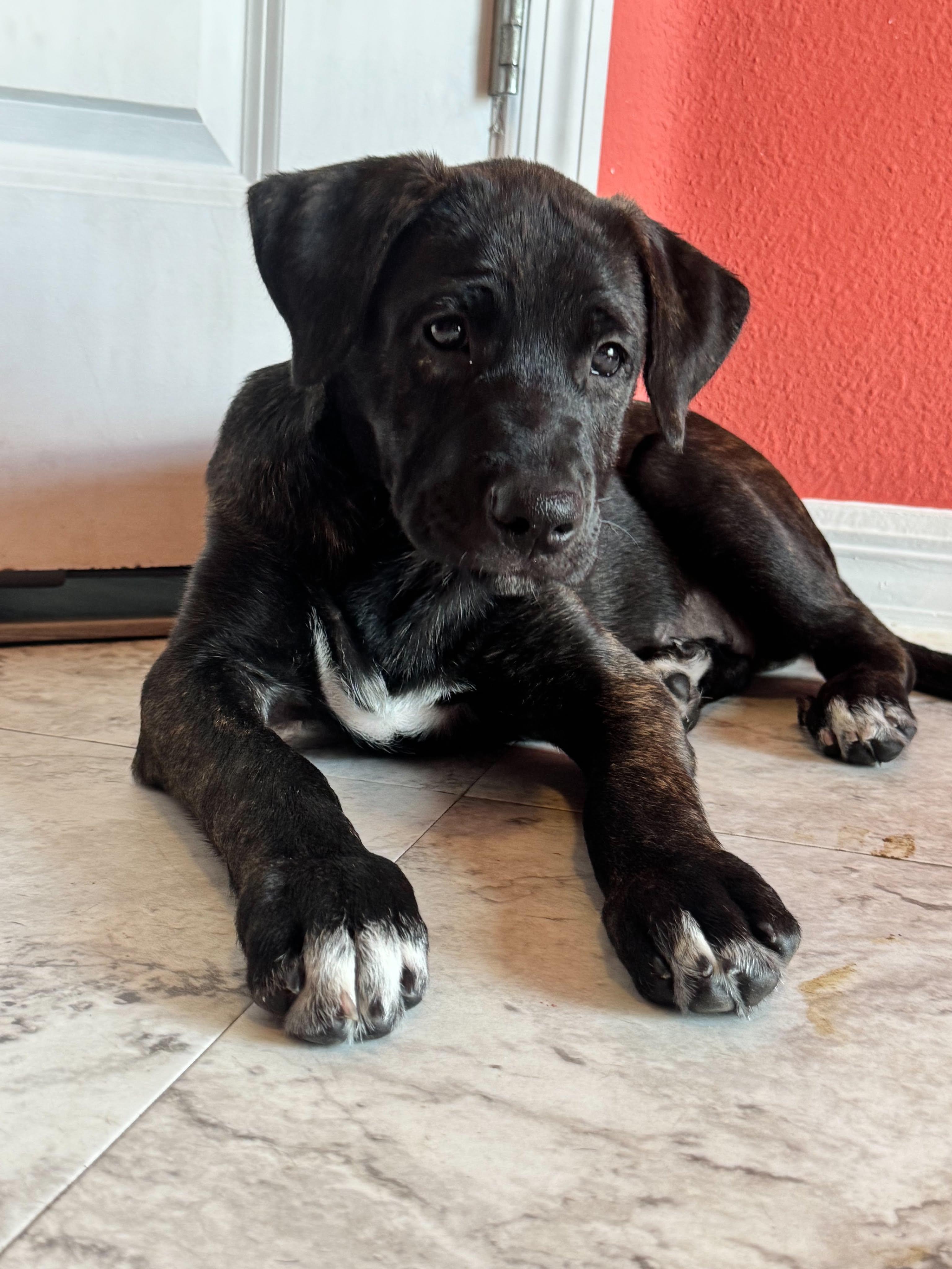 Enlarge Odin , a ADOPTABLE mixed breed in New Port Richey, FL image 6/6