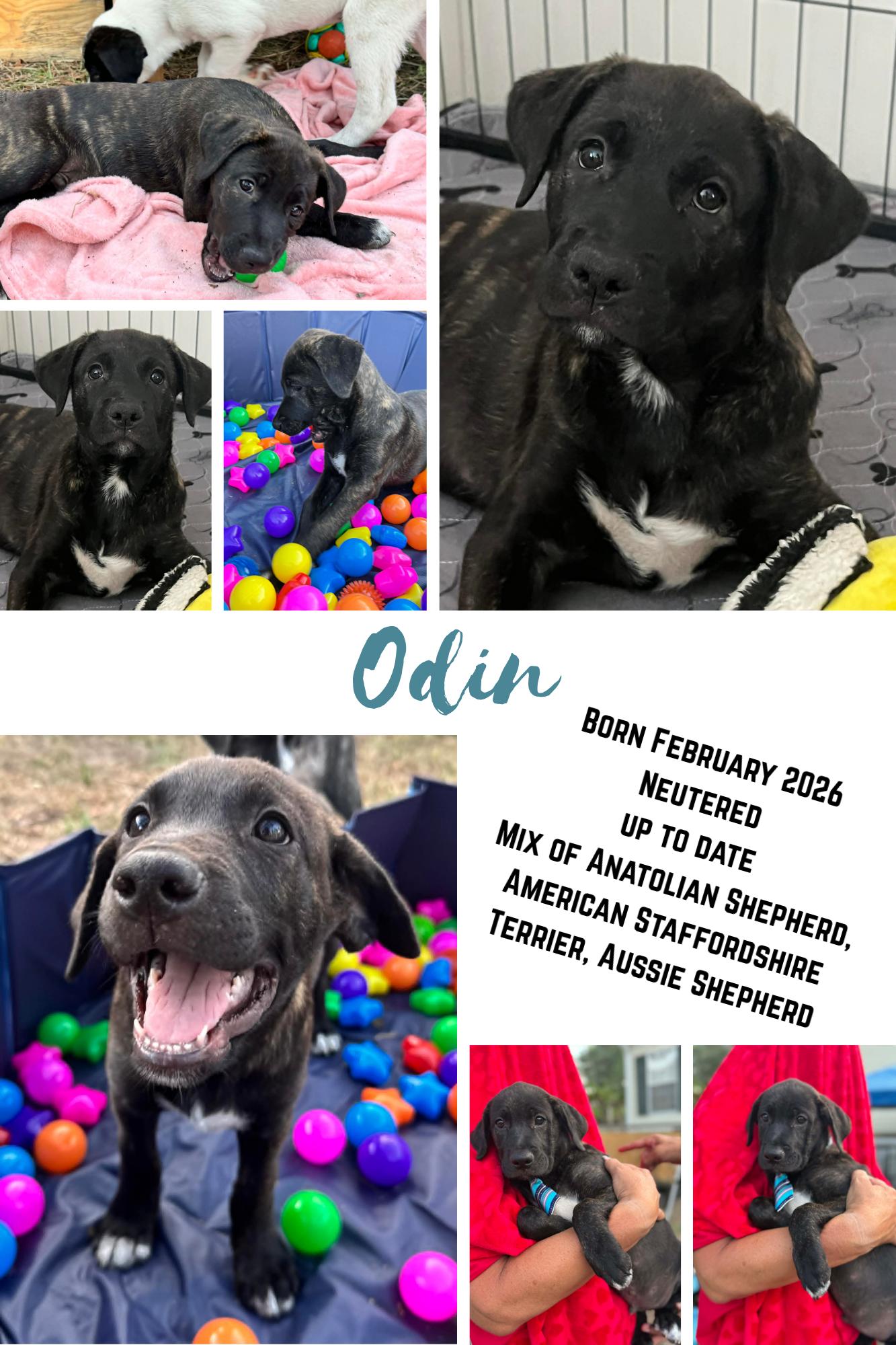 Enlarge Odin , a ADOPTABLE mixed breed in New Port Richey, FL image 5/6