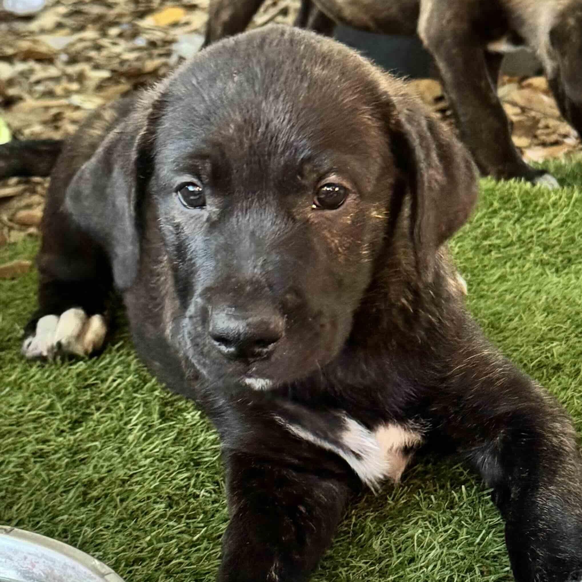 Odin , ADOPTABLE, Puppy Male Anatolian Shepherd & American Staffordshire Terrier.