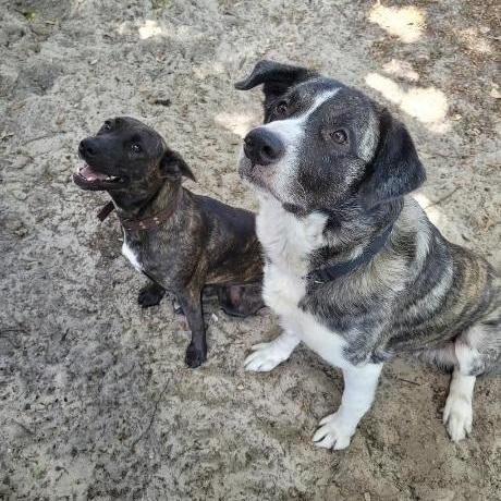 Enlarge Odin , a ADOPTABLE mixed breed in New Port Richey, FL image 6/6