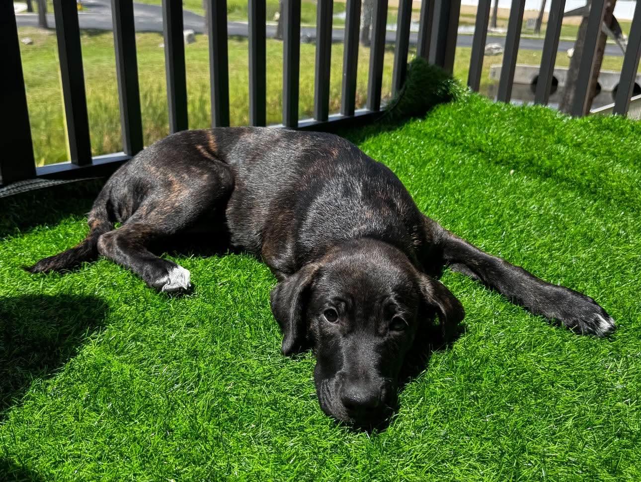 Enlarge Odin , an adopted mixed breed in New Port Richey, FL image 2/6