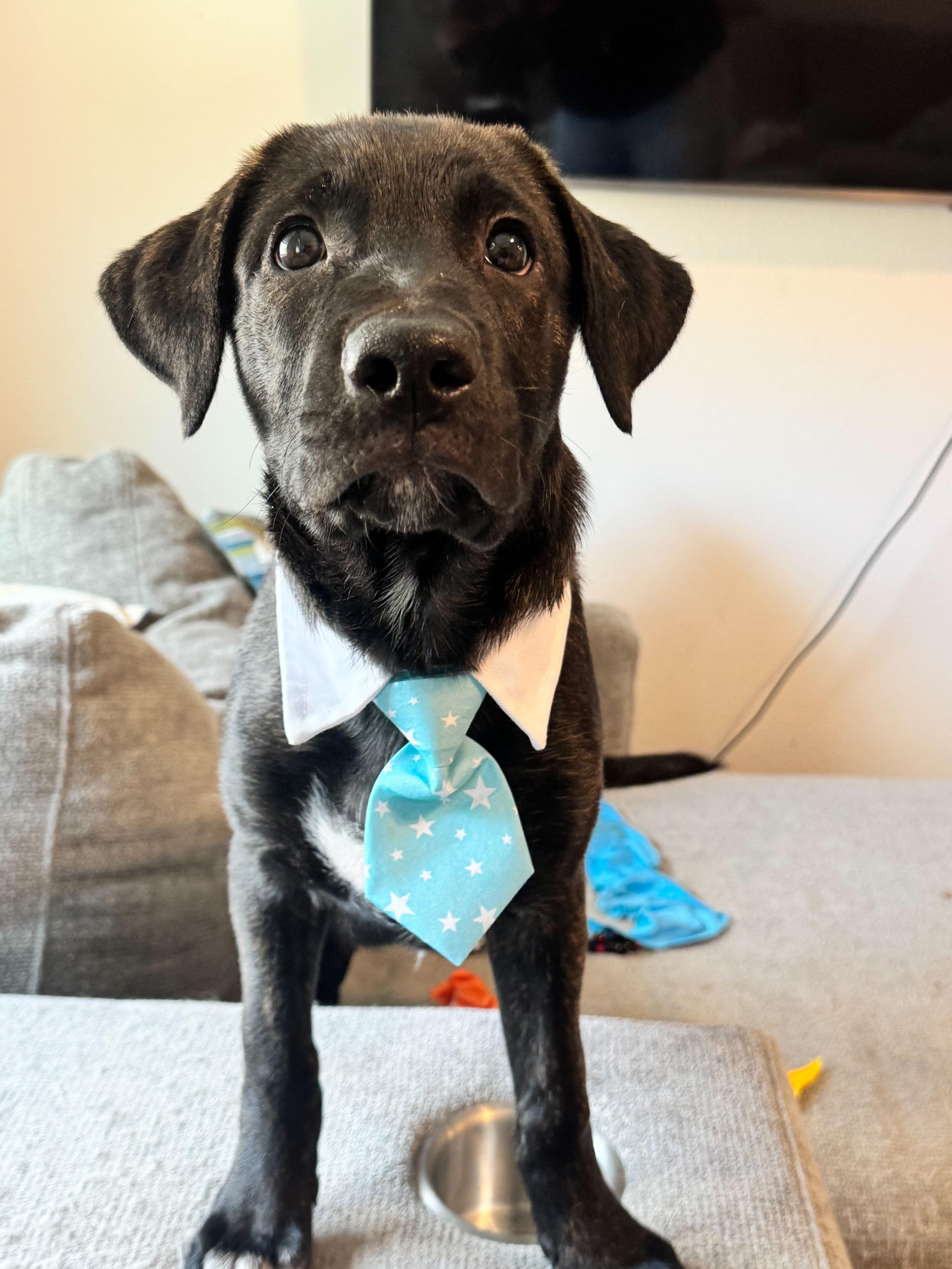 Enlarge Odin , a ADOPTABLE mixed breed in New Port Richey, FL image 2/6