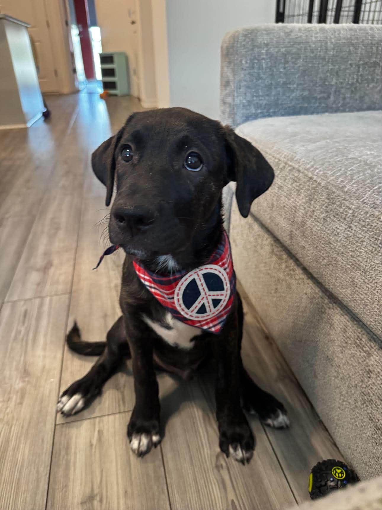 Enlarge Odin , an adopted mixed breed in New Port Richey, FL image 1/6