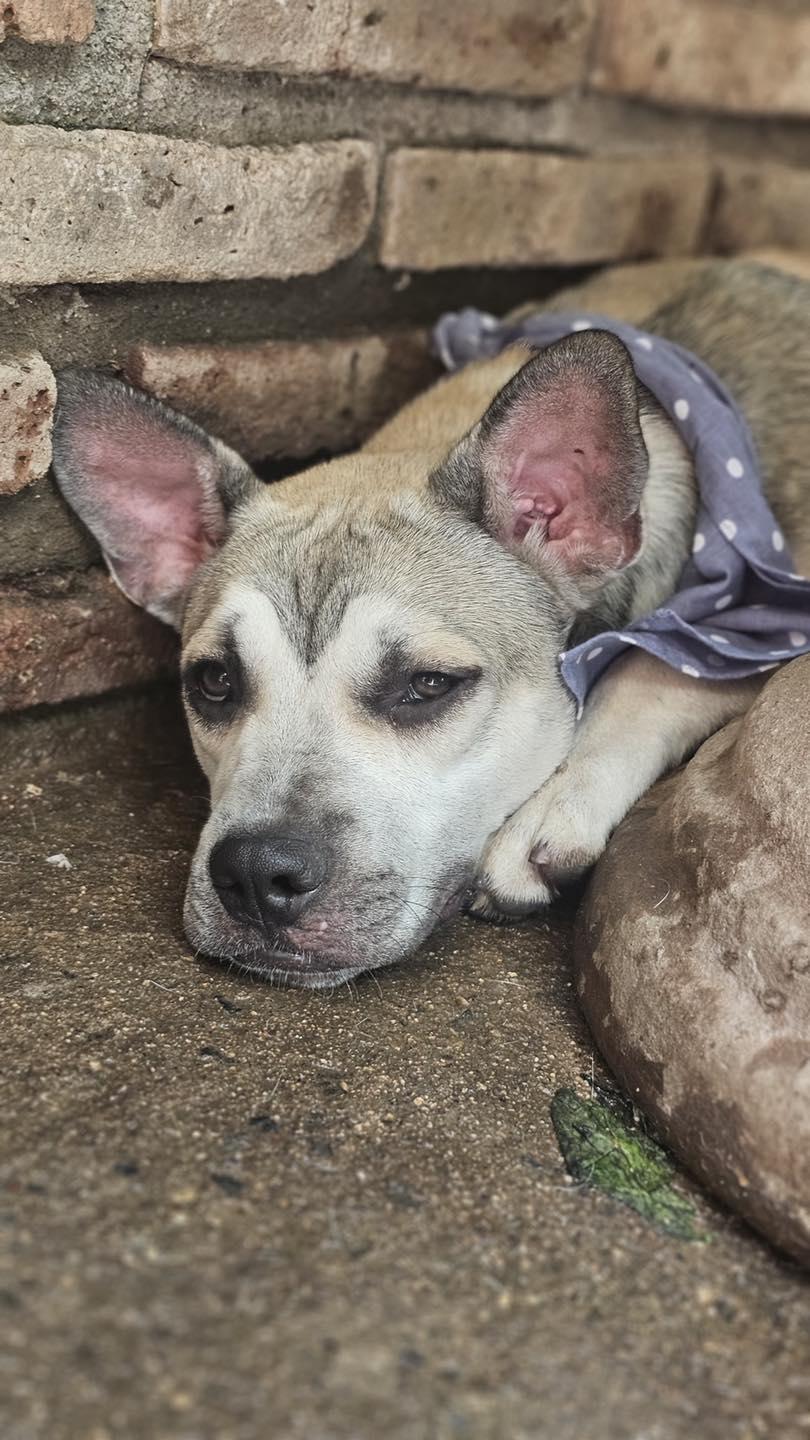 Lando available at Charlie's Little Dog House