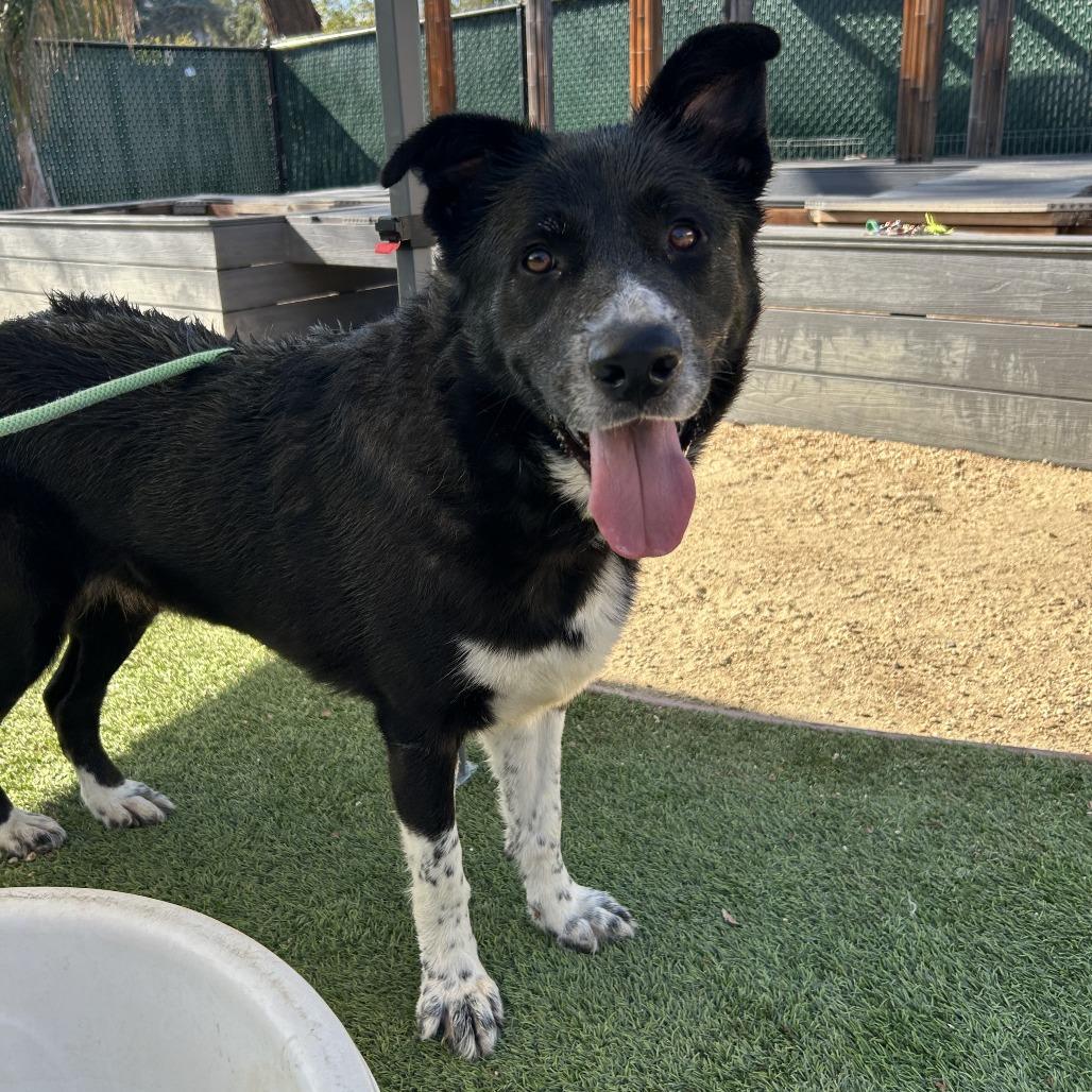 Enlarge Oreo, a Adoptable mixed breed in San Gabriel, CA image 1/2