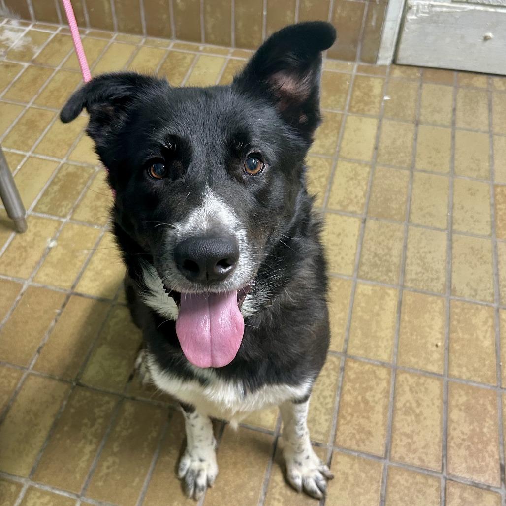 Enlarge Oreo, a Adoptable mixed breed in San Gabriel, CA image 2/2