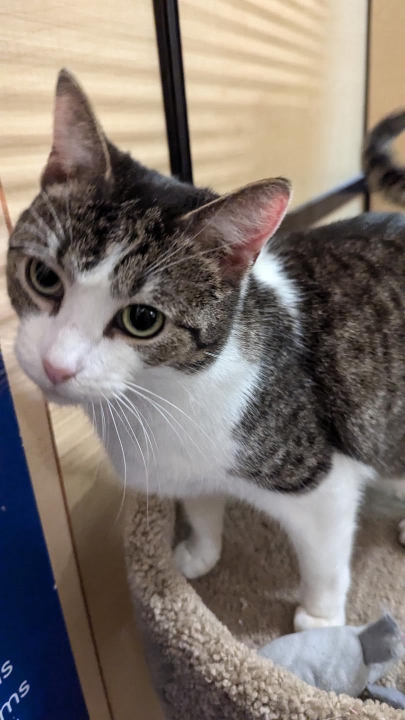 Sweetie Pie, Adoptable, Young Female Tabby & Domestic Short Hair.