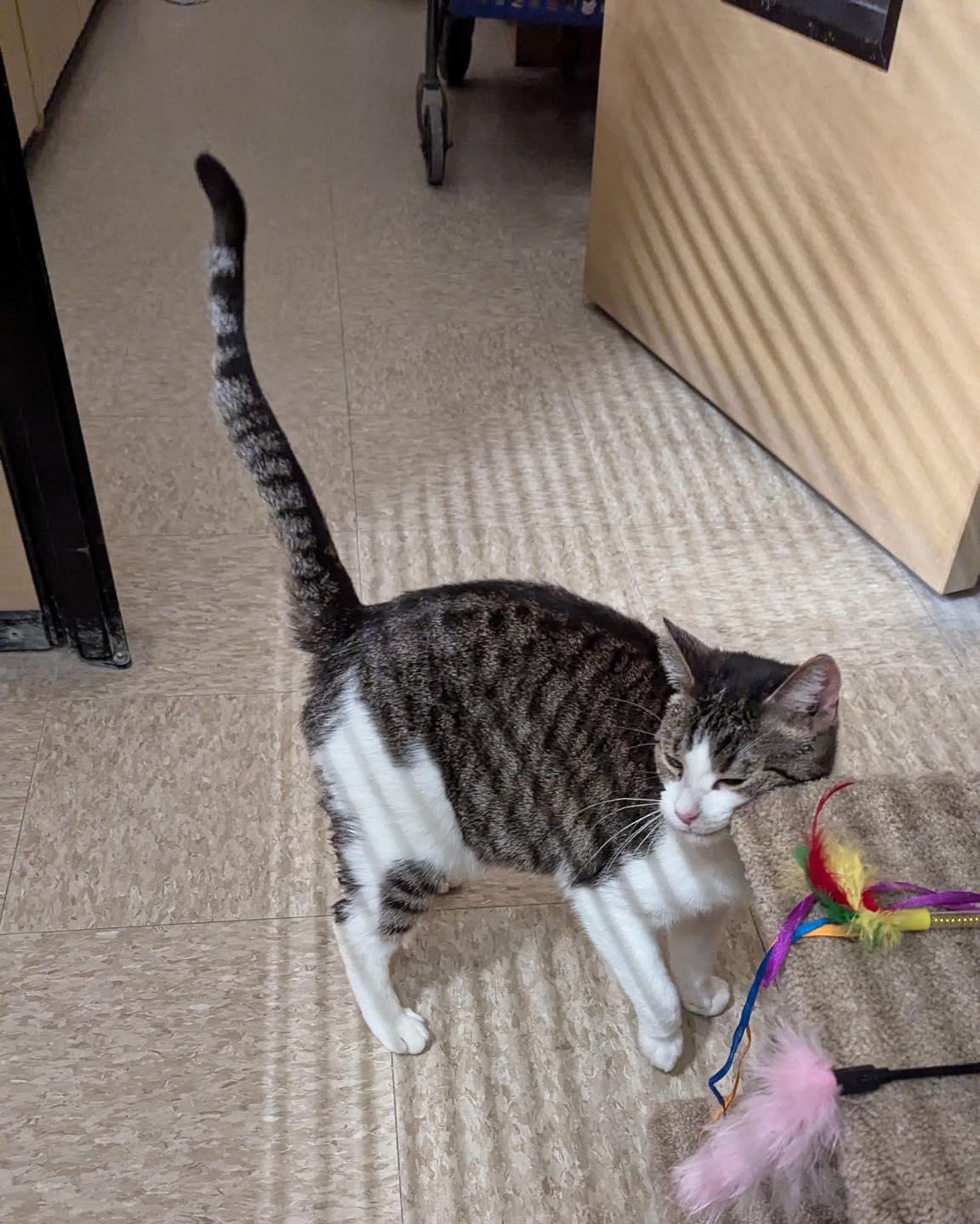 Enlarge Sweetie Pie, a Adoptable mixed breed in Noblesville, IN image 5/6