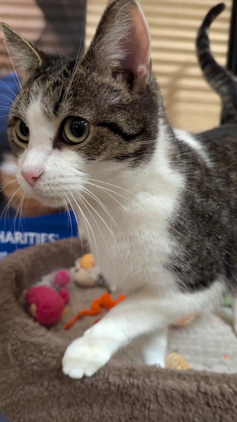 Enlarge Sweetie Pie, a Adoptable mixed breed in Noblesville, IN image 4/5