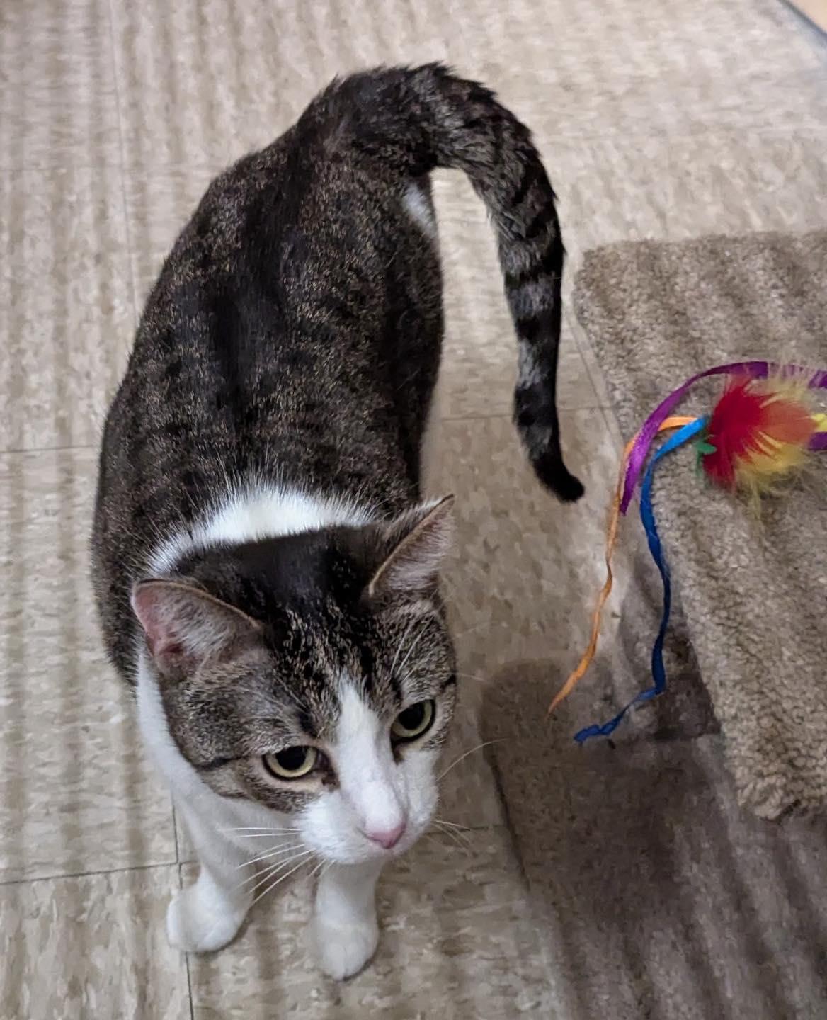 Enlarge Sweetie Pie, a Adoptable mixed breed in Noblesville, IN image 6/6