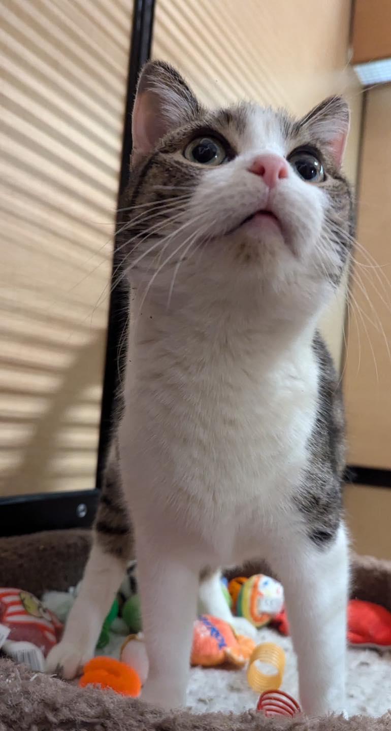 Sweetie Pie, Adoptable, Young Female Tabby & Domestic Short Hair.