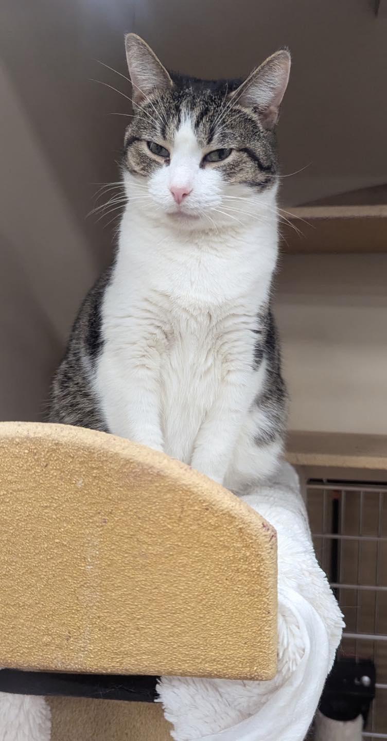 Enlarge Sweetie Pie, a Adoptable mixed breed in Noblesville, IN image 1/6