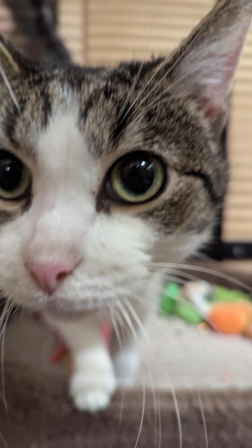 Enlarge Sweetie Pie, a Adoptable mixed breed in Noblesville, IN image 5/5