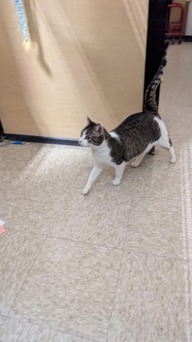 Enlarge Sweetie Pie, a Adoptable mixed breed in Noblesville, IN image 6/6