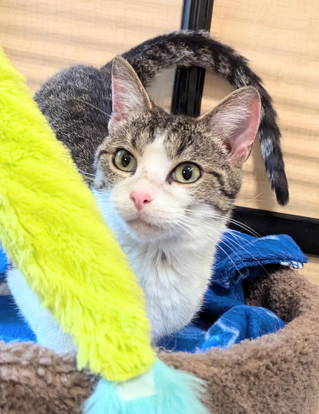 Sweetie Pie, a Adoptable mixed breed in Farmland, IN image 3/4