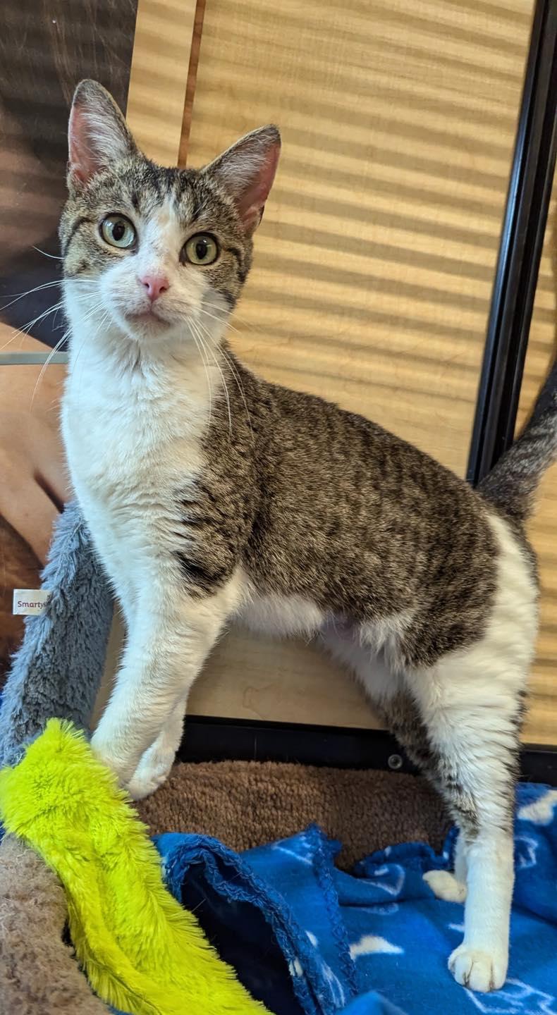 Sweetie Pie, a Adoptable mixed breed in Farmland, IN image 4/4