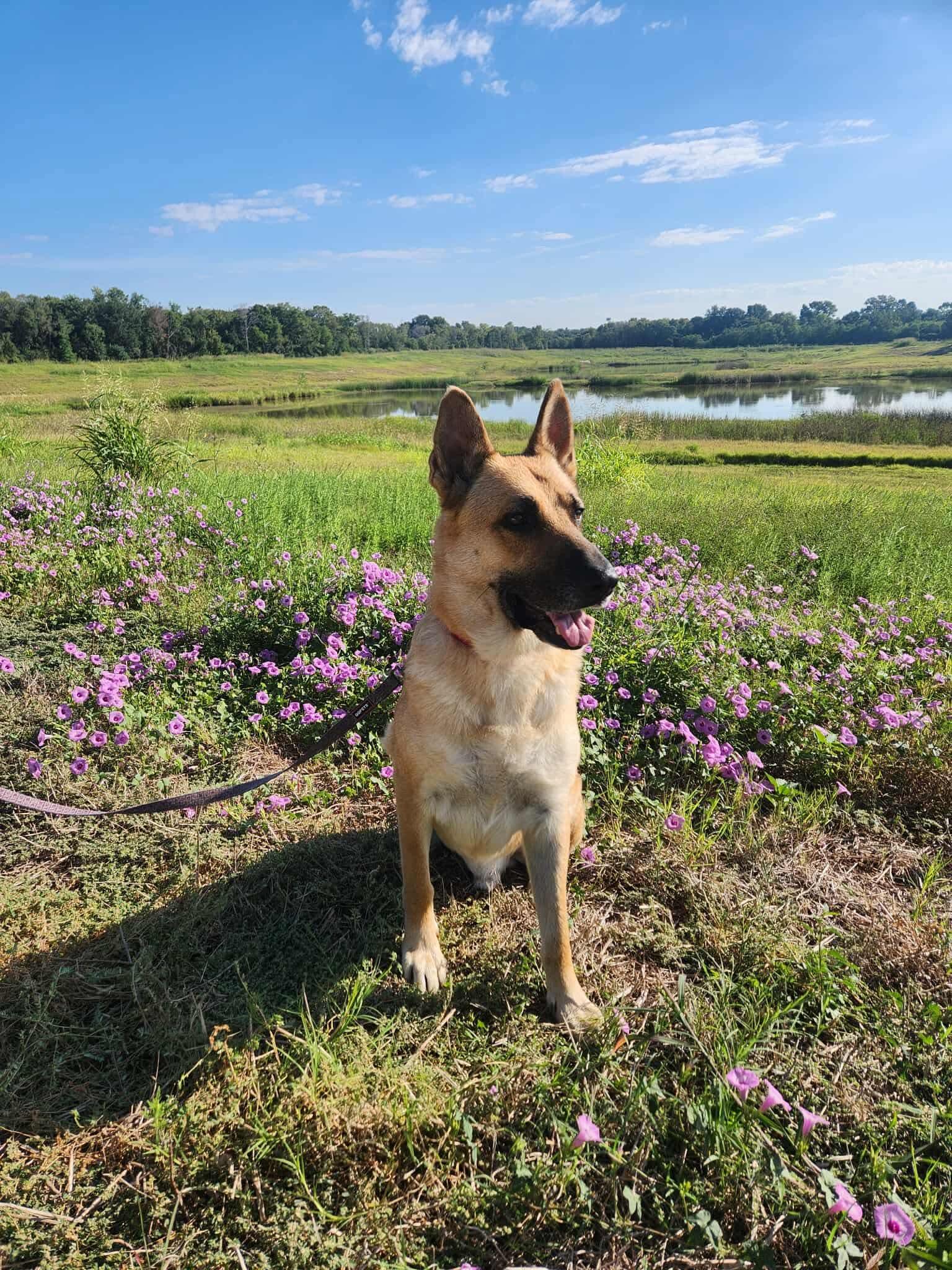 Enlarge Sniper , an adopted German Shepherd Dog in Houston, TX image 1/1