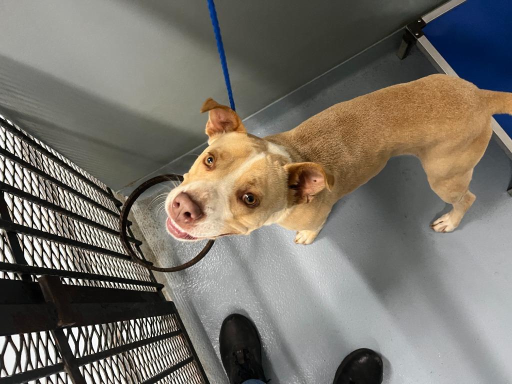 Enlarge Sealy, a Adoptable Pit Bull Terrier in Cartersville , GA image 1/1