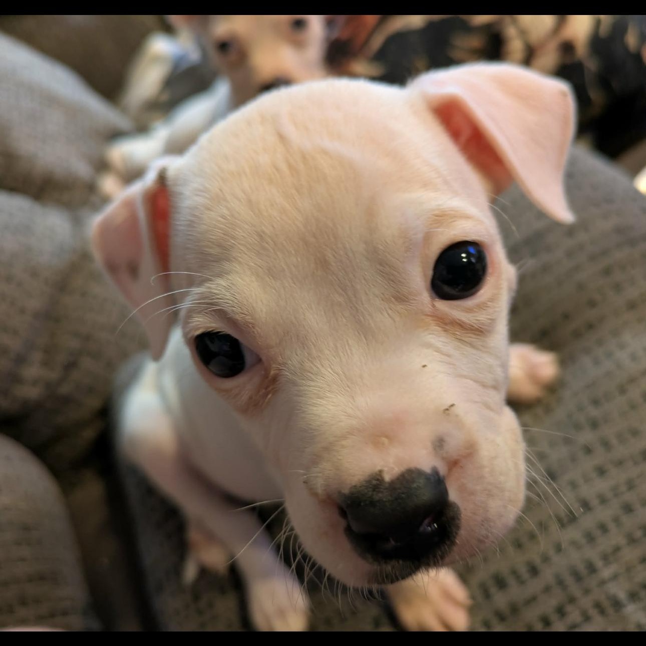 2130 Blink, an adopted mixed breed in Springfield, MO image 4/4